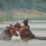 How Do Hippos Communicate