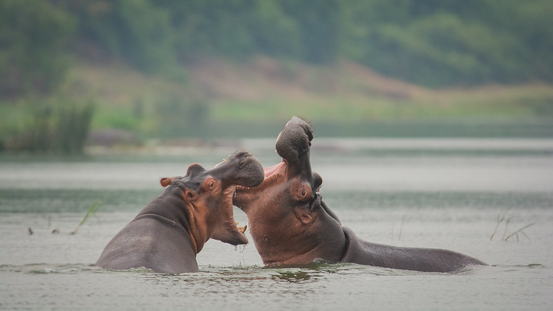 How Do Hippos Communicate