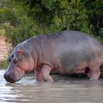 Surprisingly Facts About Hippos