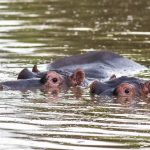 Kazinga Channel boat cruise