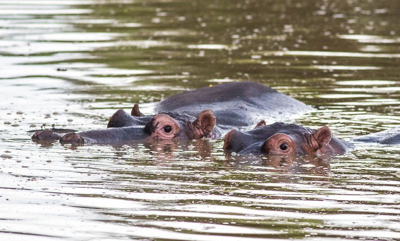 Kazinga Channel boat cruise
