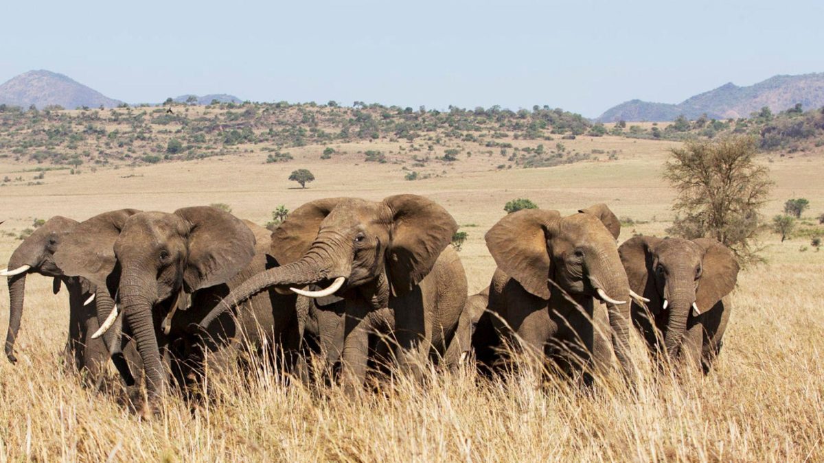 Visit Kidepo Valley