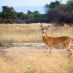 Kabwoya Wildlife Reserve