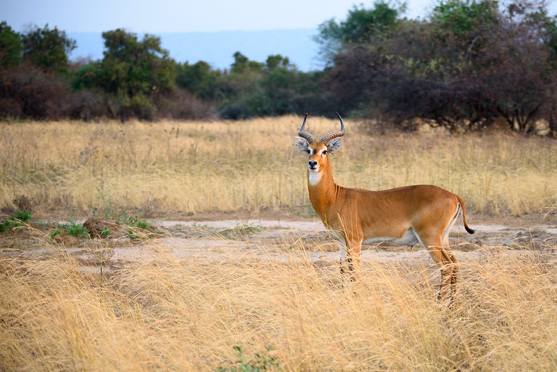 Kabwoya Wildlife Reserve
