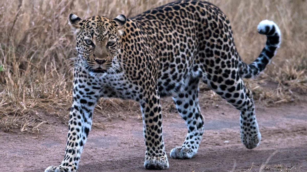 Big Five Animals