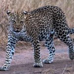 Big Five Animals