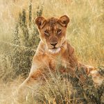 Uganda gorilla safaris