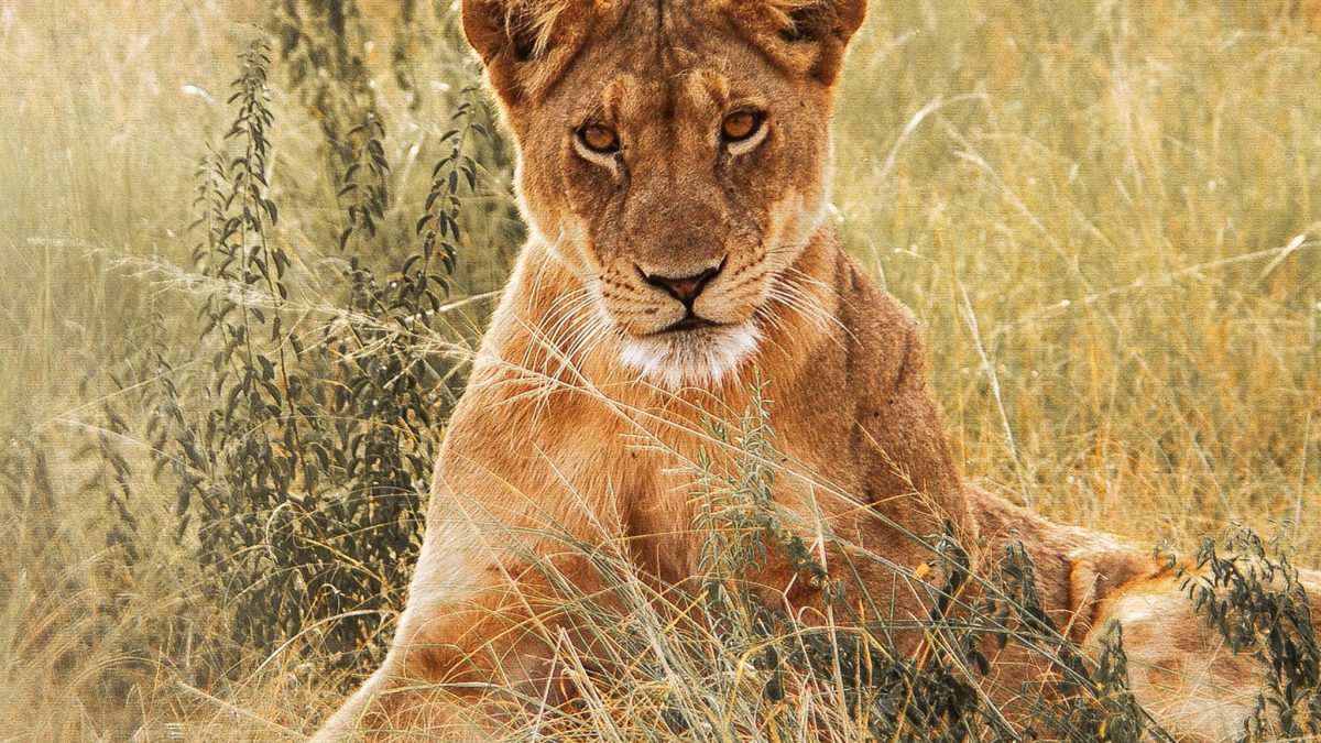 Wildlife Safari in Uganda