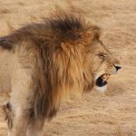 How Do Lions Communicate