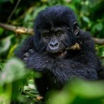 Luxury gorilla trekking Rwanda