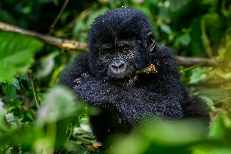 Luxury gorilla trekking Rwanda