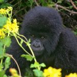 Uganda adventure travel