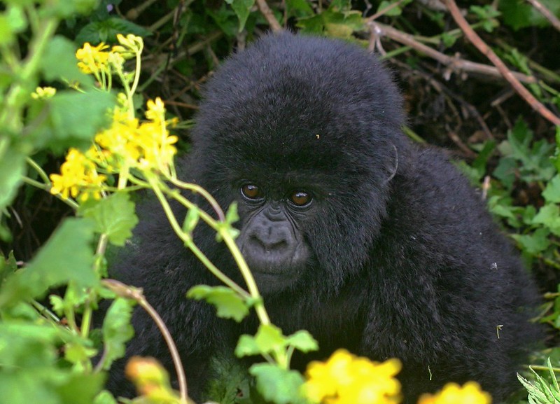 Uganda adventure travel