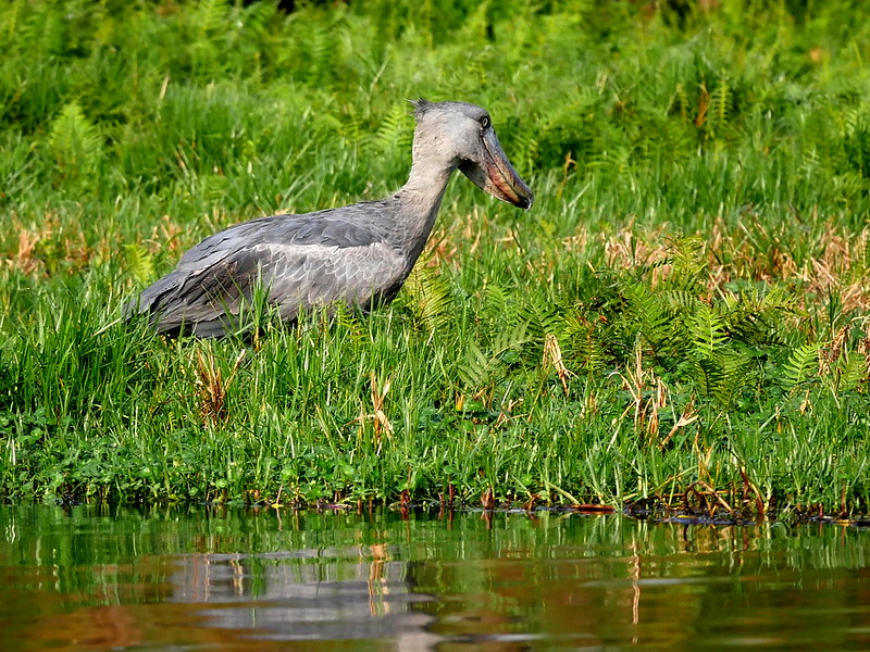 Swamp Mabamba
