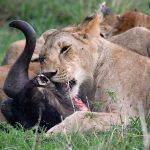 plan African safari