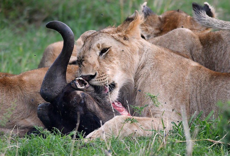 plan African safari