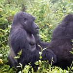 How Do Gorillas Mate