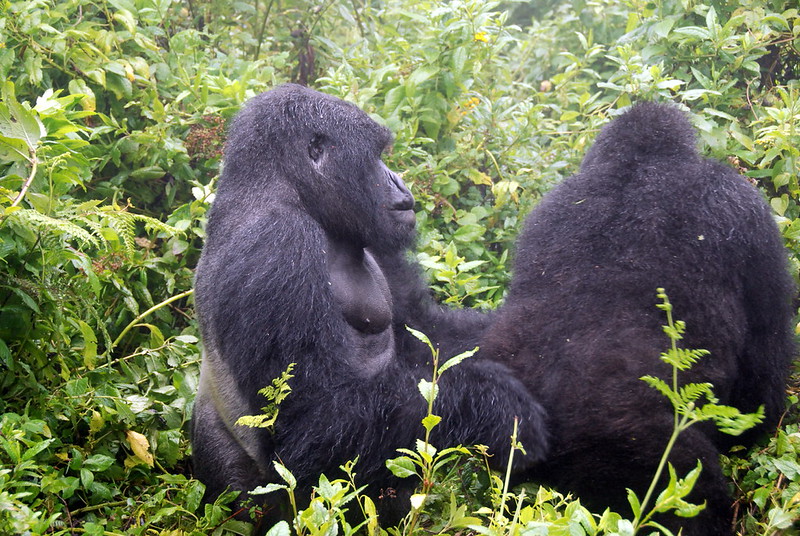 How Do Gorillas Mate