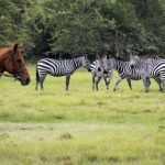 Distance to Lake Mburo