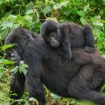 What Rwanda Famous For