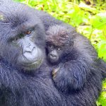 5 days exploring Rwanda