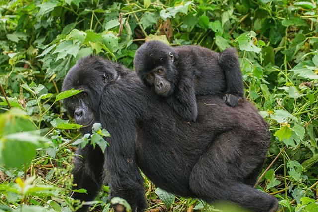 What Rwanda Famous For