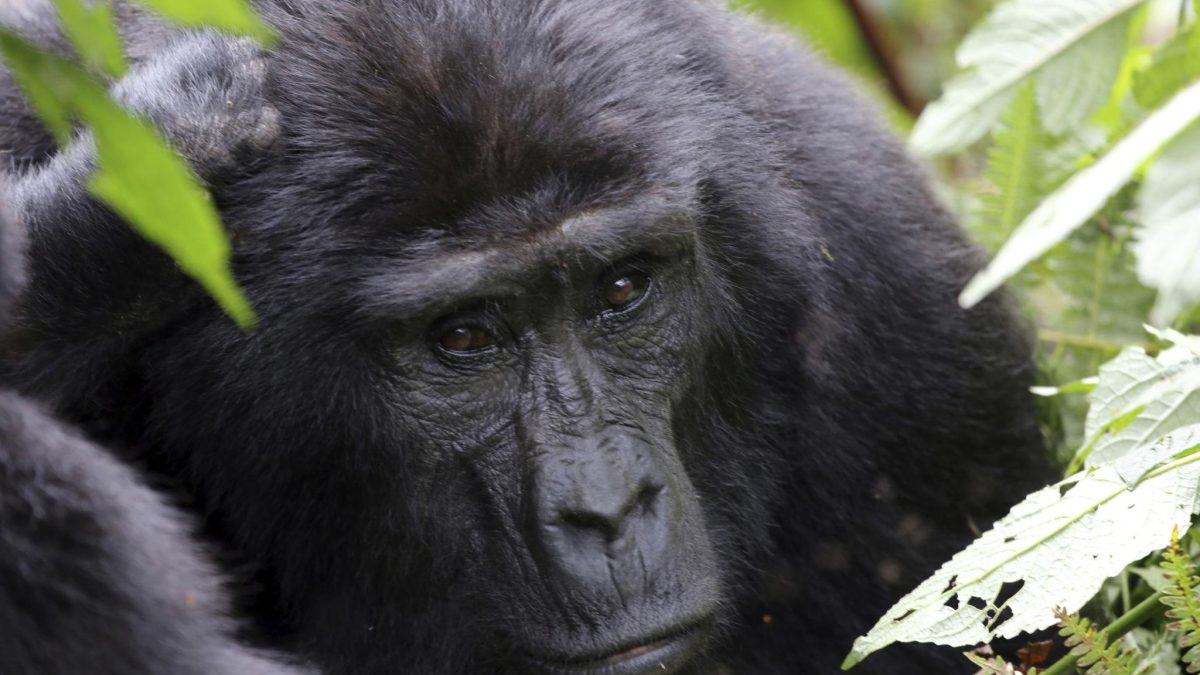Kampala to Bwindi distance