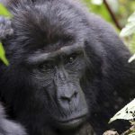 Gorilla trekking Kisoro