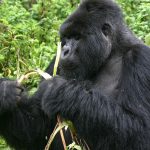 Wildlife Animals Uganda