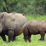 Uganda Big Five Animals