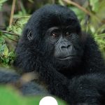 Tourists Love Visiting Rwanda