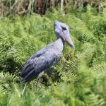 birds in Uganda