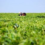 Tea plantation tours Uganda