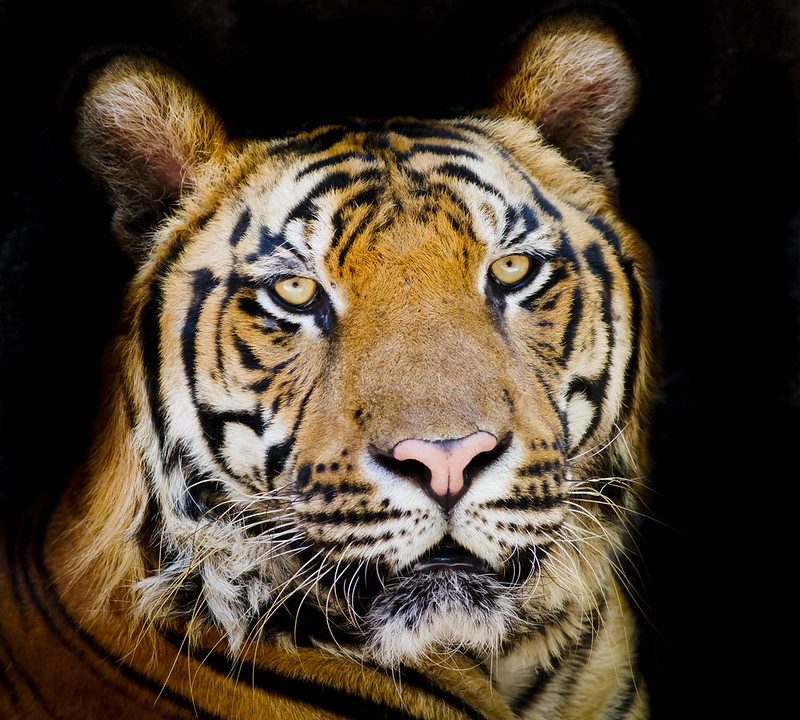 tiger Entebbe Zoo Uganda