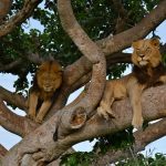 wildlife viewing spots Uganda