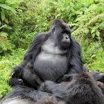 Batwa pygmies gorillas