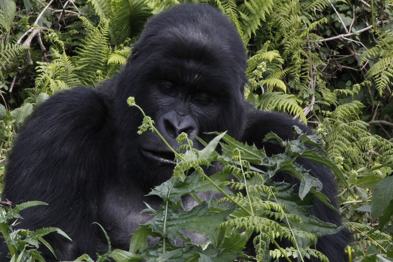Best Time Rwanda Wildlife