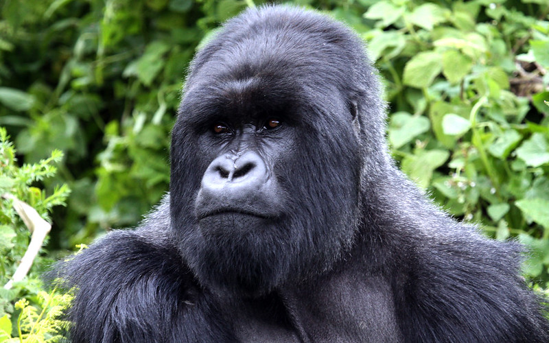 gorilla trekking Rwanda