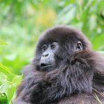 Gorilla Trekking Volcanoes Park