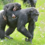 chimpanzee walking time