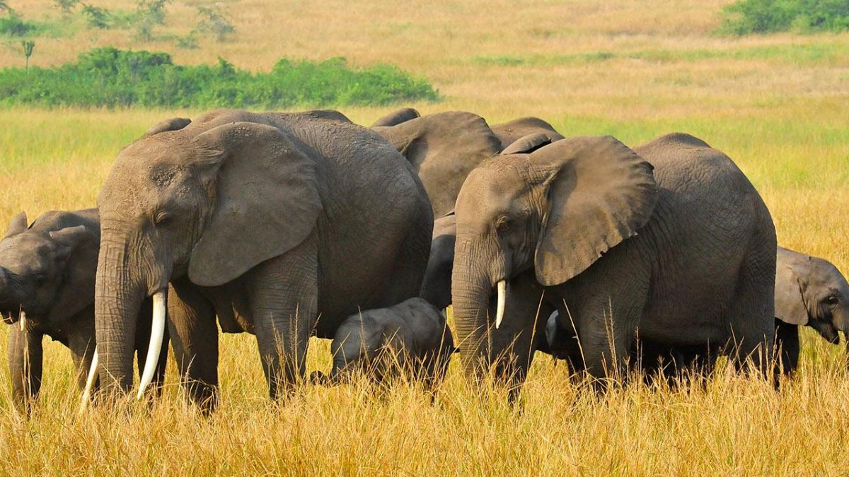 Uganda best kept secret