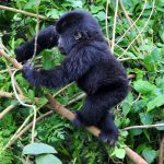 Uganda Rwanda safari