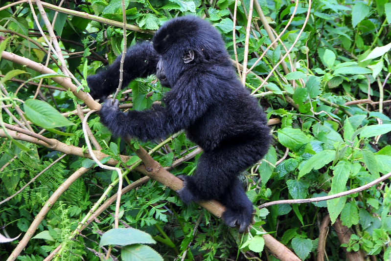Uganda Rwanda safari