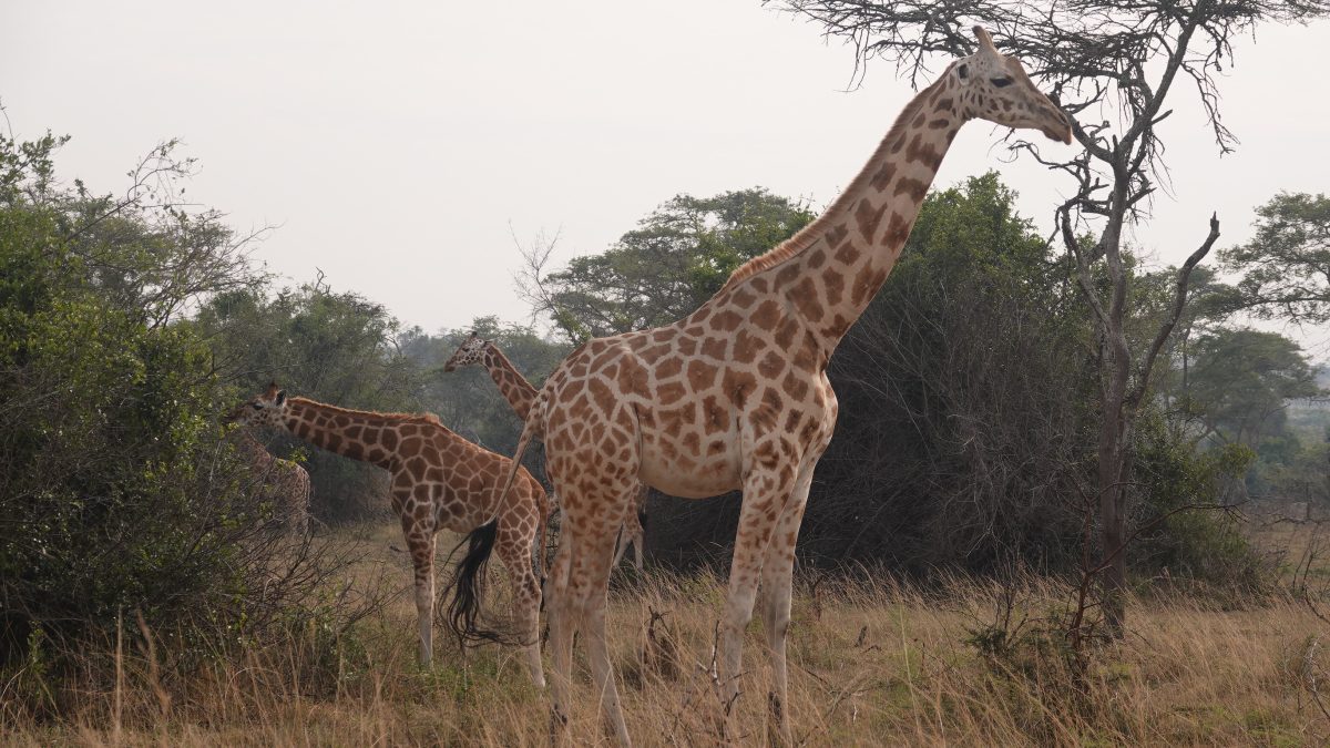 Best Time to Visit Akagera National Park