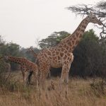 Best Time to Visit Akagera National Park