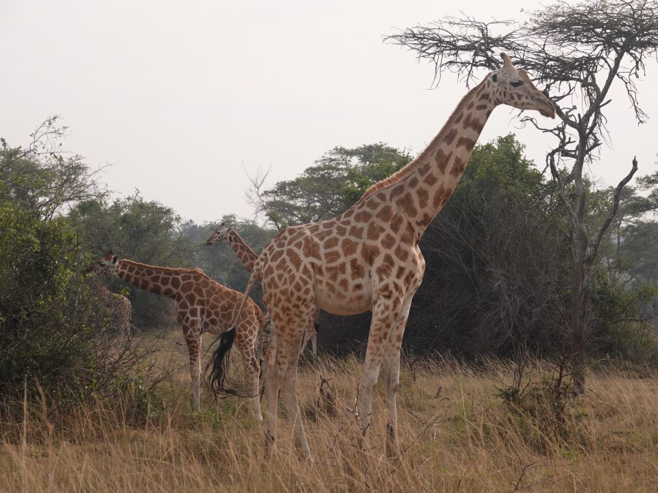 Best Time to Visit Akagera National Park
