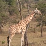 Akagera Safari Destination