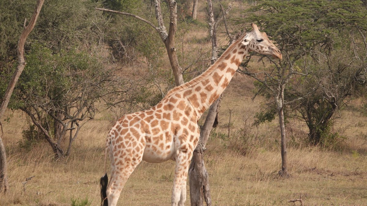 Top Must-See Destinations Uganda