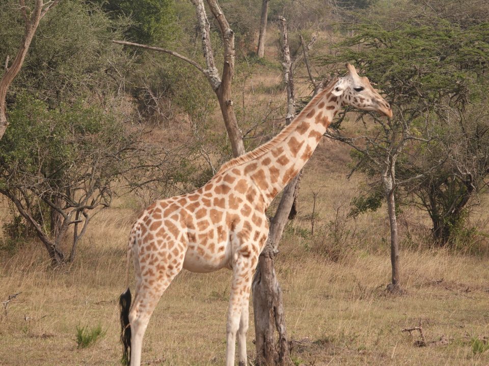 Top Must-See Destinations Uganda