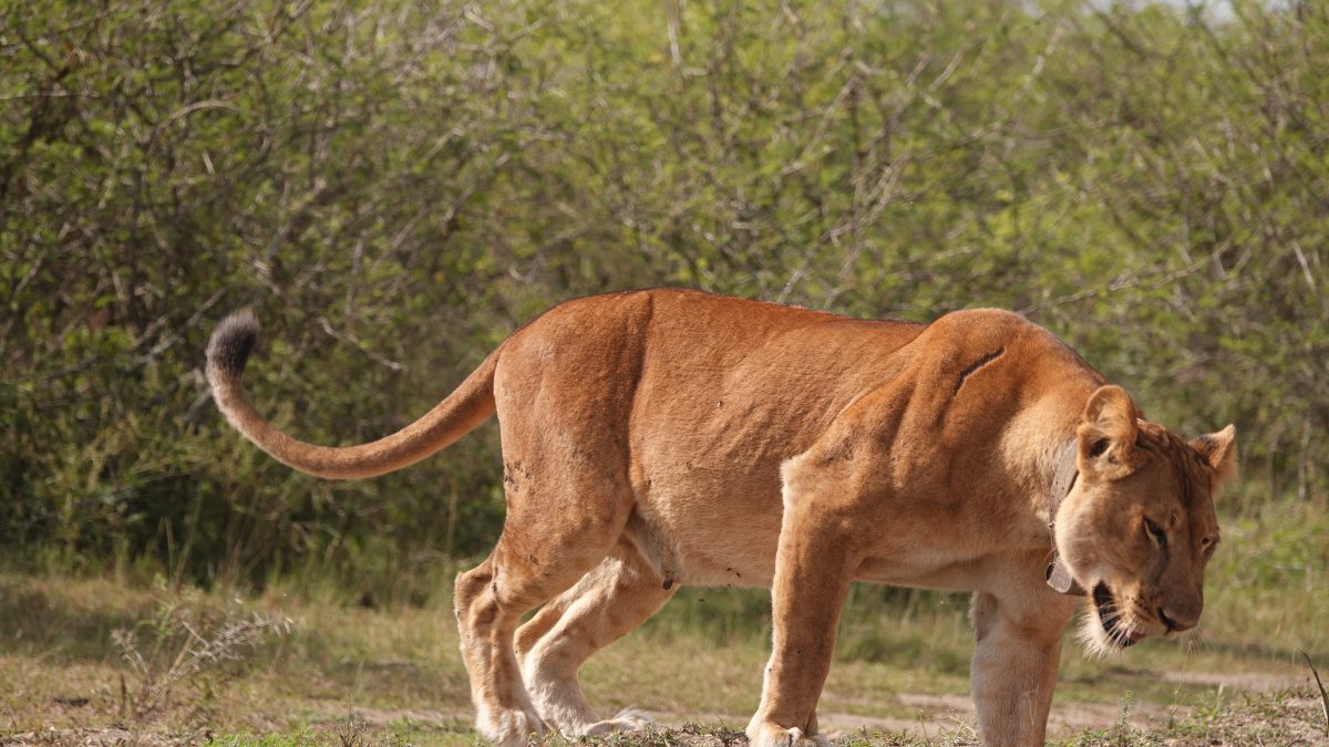 Akagera National Park Guide